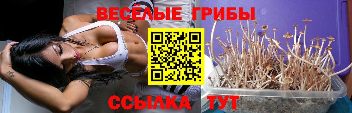 Псилоцибиновые грибы мицелий Кызыл